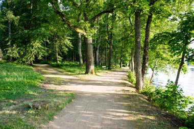 Yaz ormanı ağaçları. doğa yeşil ahşap güneş ışığı arka planı