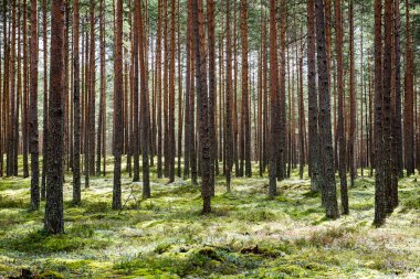 Yaz ormanı ağaçları. doğa yeşil ahşap güneş ışığı arka planı