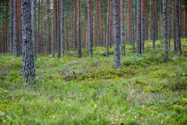 Yaz ormanı ağaçları. doğa yeşil ahşap güneş ışığı arka planı