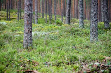 Yaz ormanı ağaçları. doğa yeşil ahşap güneş ışığı arka planı