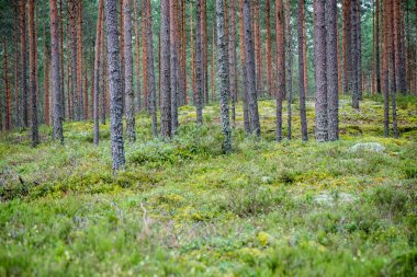 Yaz ormanı ağaçları. doğa yeşil ahşap güneş ışığı arka planı