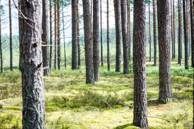 Yaz ormanı ağaçları. doğa yeşil ahşap güneş ışığı arka planı