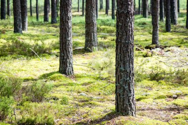 Yaz ormanı ağaçları. doğa yeşil ahşap güneş ışığı arka planı
