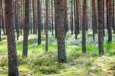 Yaz ormanı ağaçları. doğa yeşil ahşap güneş ışığı arka planı