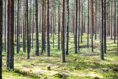 Yaz ormanı ağaçları. doğa yeşil ahşap güneş ışığı arka planı