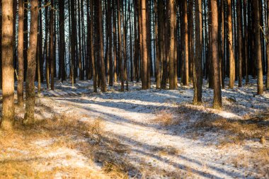 Orman ağaçları. doğa yeşil ahşap güneş ışığı arka planı