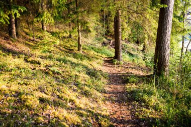 Yaz ormanı ağaçları. doğa yeşil ahşap güneş ışığı arka planı