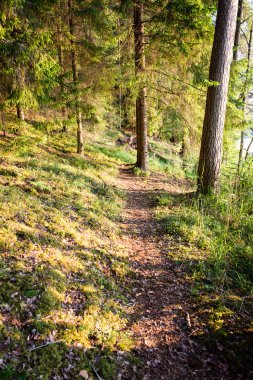Yaz ormanı ağaçları. doğa yeşil ahşap güneş ışığı arka planı