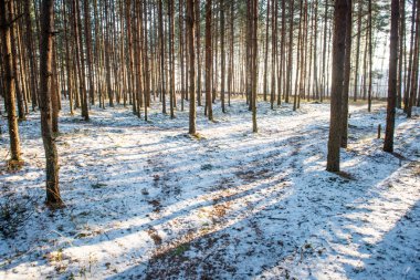 Orman ağaçları. doğa yeşil ahşap güneş ışığı arka planı