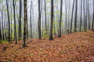 Orman ağaçları. doğa yeşil ahşap güneş ışığı arka planı