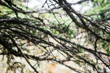 Yaz ormanı ağaçları. doğa yeşil ahşap güneş ışığı arka planı