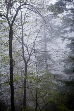 Orman ağaçları. doğa yeşil ahşap güneş ışığı arka planı