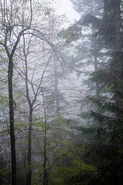 Orman ağaçları. doğa yeşil ahşap güneş ışığı arka planı