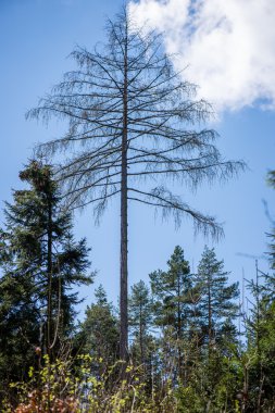 Yaz ormanı ağaçları. doğa yeşil ahşap güneş ışığı arka planı