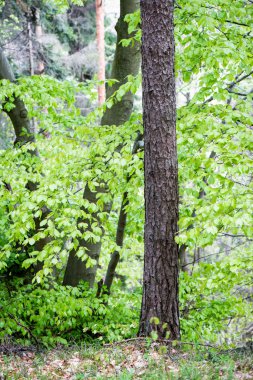 Yaz ormanı ağaçları. doğa yeşil ahşap güneş ışığı arka planı