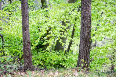 Yaz ormanı ağaçları. doğa yeşil ahşap güneş ışığı arka planı