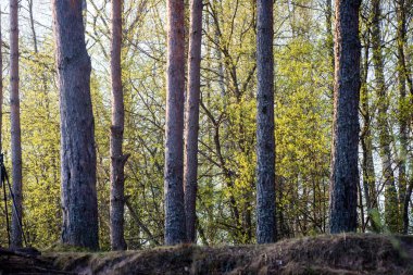 Yaz ormanı ağaçları. doğa yeşil ahşap güneş ışığı arka planı
