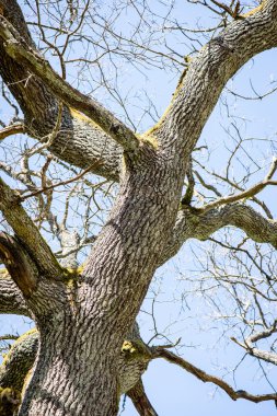 Yaz ormanı ağaçları. doğa yeşil ahşap güneş ışığı arka planı