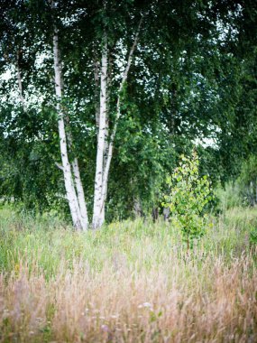 Yaz ormanı ağaçları. doğa yeşil ahşap güneş ışığı arka planı