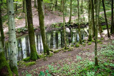 Yaz ormanı ağaçları. doğa yeşil ahşap güneş ışığı arka planı