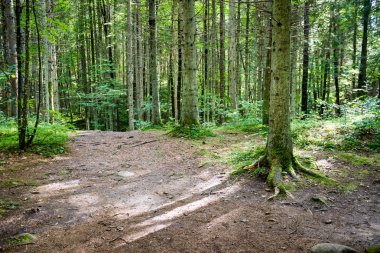 Yaz ormanı ağaçları. doğa yeşil ahşap güneş ışığı arka planı