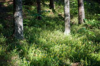 Yaz ormanı ağaçları. doğa yeşil ahşap güneş ışığı arka planı