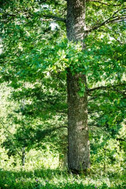 Yaz ormanı ağaçları. doğa yeşil ahşap güneş ışığı arka planı