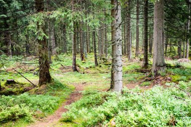 Yaz ormanı ağaçları. doğa yeşil ahşap güneş ışığı arka planı