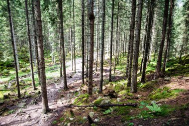 Yaz ormanı ağaçları. doğa yeşil ahşap güneş ışığı arka planı