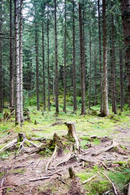 Yaz ormanı ağaçları. doğa yeşil ahşap güneş ışığı arka planı
