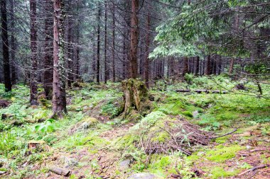 Yaz ormanı ağaçları. doğa yeşil ahşap güneş ışığı arka planı