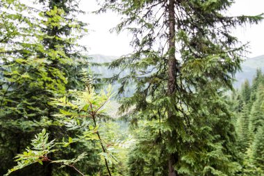 Yaz ormanı ağaçları. doğa yeşil ahşap güneş ışığı arka planı