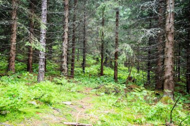 Yaz ormanı ağaçları. doğa yeşil ahşap güneş ışığı arka planı