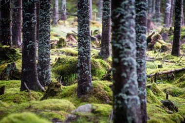 Yaz ormanı ağaçları. doğa yeşil ahşap güneş ışığı arka planı