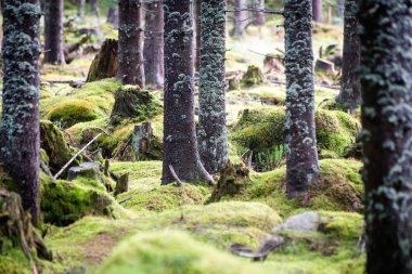 Yaz ormanı ağaçları. doğa yeşil ahşap güneş ışığı arka planı