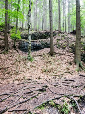Yaz ormanı ağaçları. doğa yeşil ahşap güneş ışığı arka planı
