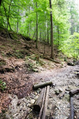 Yaz ormanı ağaçları. doğa yeşil ahşap güneş ışığı arka planı