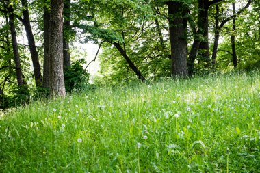 Yaz ormanı ağaçları. doğa yeşil ahşap güneş ışığı arka planı