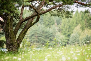 Yaz ormanı ağaçları. doğa yeşil ahşap güneş ışığı arka planı