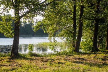 Yaz ormanı ağaçları. doğa yeşil ahşap güneş ışığı arka planı