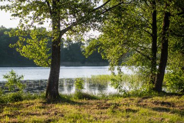 Yaz ormanı ağaçları. doğa yeşil ahşap güneş ışığı arka planı