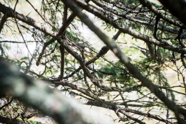 Yaz ormanı ağaçları. doğa yeşil ahşap güneş ışığı arka planı