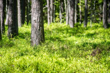 Yaz ormanı ağaçları. doğa yeşil ahşap güneş ışığı arka planı