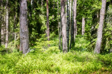 Yaz ormanı ağaçları. doğa yeşil ahşap güneş ışığı arka planı