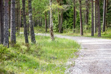Yaz ormanı ağaçları. doğa yeşil ahşap güneş ışığı arka planı