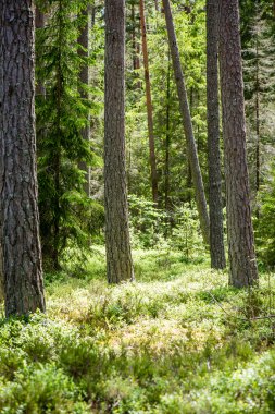 Yaz ormanı ağaçları. doğa yeşil ahşap güneş ışığı arka planı