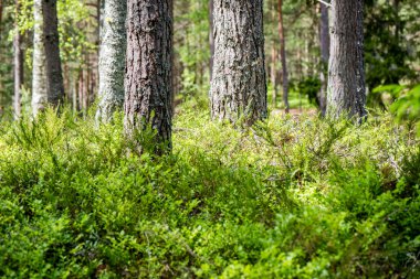 Yaz ormanı ağaçları. doğa yeşil ahşap güneş ışığı arka planı