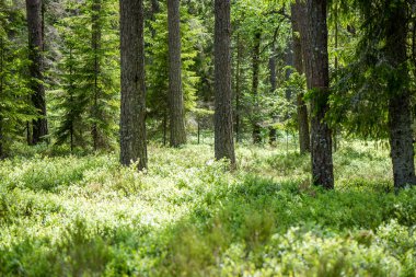 Yaz ormanı ağaçları. doğa yeşil ahşap güneş ışığı arka planı