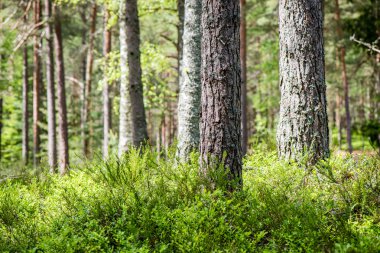 Yaz ormanı ağaçları. doğa yeşil ahşap güneş ışığı arka planı