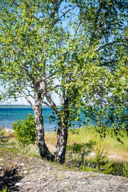 Yaz ormanı ağaçları. doğa yeşil ahşap güneş ışığı arka planı
